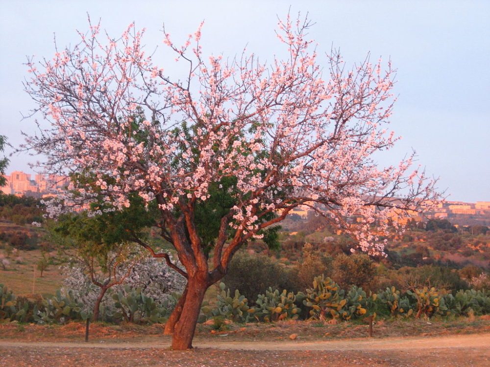 Blühender Mandelbaum bei Agrigent (Bild: Kalima, Wikimedia, CC)
