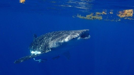 Schnorcheln mit Walhaien (Bild: © Yucatán Dive Trek/Christoph Hoppe)