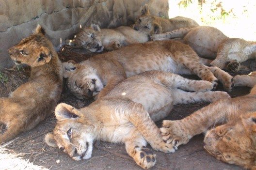 Löwenjungen, die schon bald von Jägern getötet werden, auf einer Zuchtfarm in Südafrika (Bild: © obs/VIER PFOTEN - Stiftung für Tierschutz/VIER PFOTEN/Thomas Pietsch)